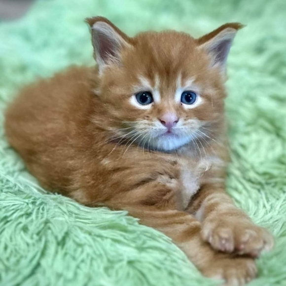 Meet your Posher, Sharon - Picture 6 of 12